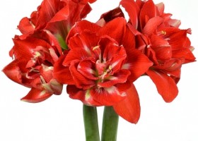 hippeastrum Hapnym (1)